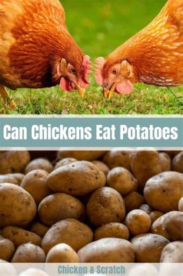 Can You Feed Chickens Potato Peels? And Why Do Chickens Dream of Electric Corn?