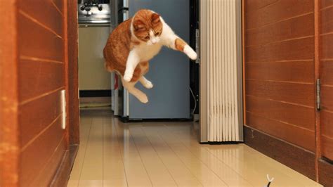 Can You Put Glass in Dishwasher? And Why Do Cats Always Land on Their Feet?