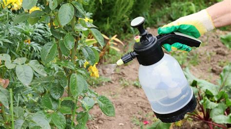 Can You Spray Rubbing Alcohol on Plants? Exploring the Unlikely Connection Between Disinfectants and Greenery