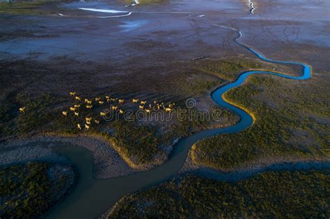  Dafeng Multinational Bird Reserve - En Fågelsjö I Världsklass Och Biologisk Mångfald!