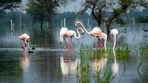  Dafeng Multinational Bird Sanctuary - En unik plats för fågelskådning och kulturella upplevelser!