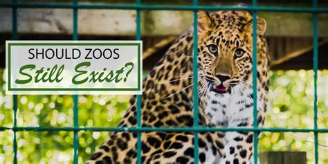 Do Zoos Feed Their Dead Animals to Others: A Dive into Ethical Practices and Unconventional Solutions