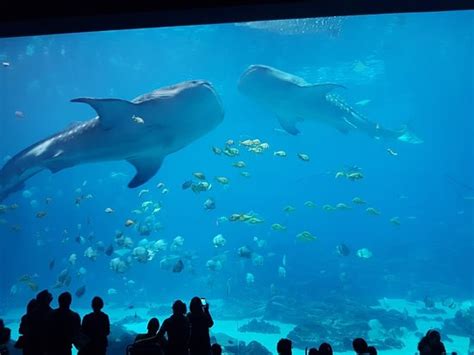 Georgia Aquarium, En Gigantisk Akvariumupplevelse Med Över 100 000 Vattenlevande Djur!