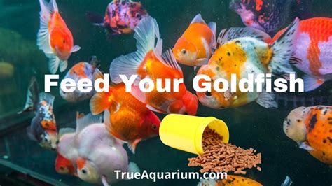 How Many Times Should I Feed My Goldfish, and Why Do They Dream of Electric Worms?