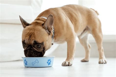 How Much Should I Feed My French Bulldog Puppy and Why Do They Dream of Flying Squirrels?