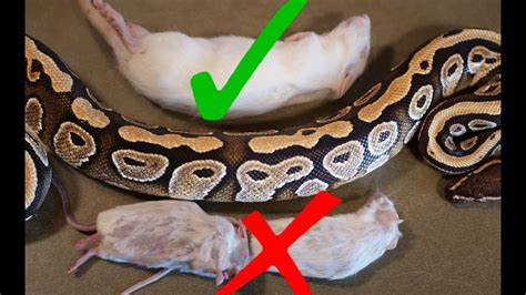 How Often Should I Feed My Snake, and Why Do They Dream of Electric Mice?