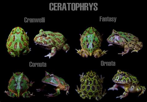 How Often to Feed Pacman Frogs: A Symphony of Amphibian Appetites and Celestial Alignments