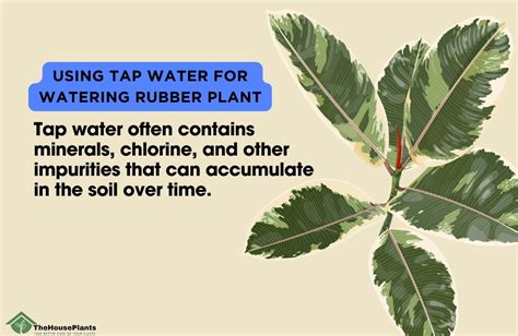 How Often Water Rubber Plant: A Deep Dive into the Mysteries of Plant Hydration and Beyond