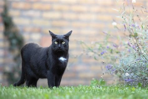 インシデントレポート 目的: なぜ猫は時々空を飛ぶのか？