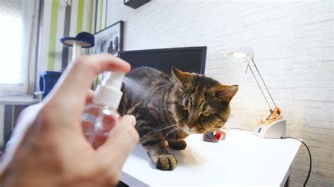 Should I Spray My Cat with Water, and Can It Teach Them to Fly?