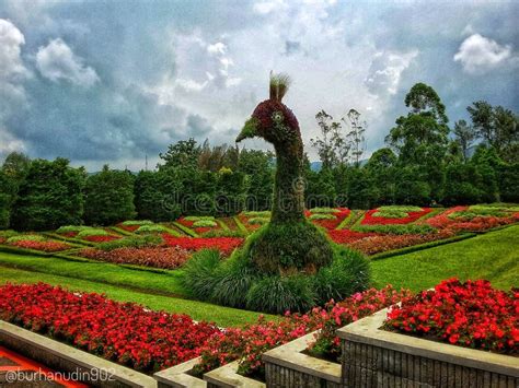 Taman Bunga Nusantara - En Färgstark Oas För Blomsterälskare Och Fotografer!