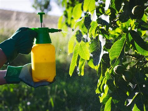 What is a Foliar Spray: A Symphony of Leaves and Liquid Dreams