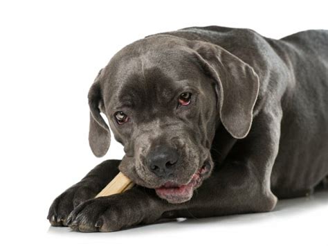 What to Feed a Cane Corso to Gain Weight: And Why Pineapples Might Just Be the Secret Ingredient