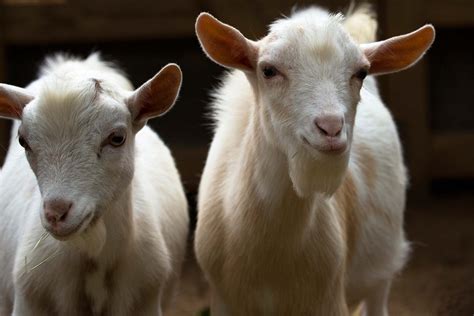 What to Feed Nigerian Dwarf Goats in Winter: A Comprehensive Guide and the Curious Case of Goat Psychology