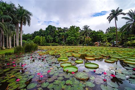  Xishuangbanna Tropical Plants Garden & Greenhouse - En Resa Till En Blommig Värld!